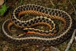 Eastern Garter Snake.