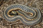 Eastern Garter Snake.
