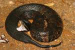 Western Cottonmouth Found In Ballard County, KY.