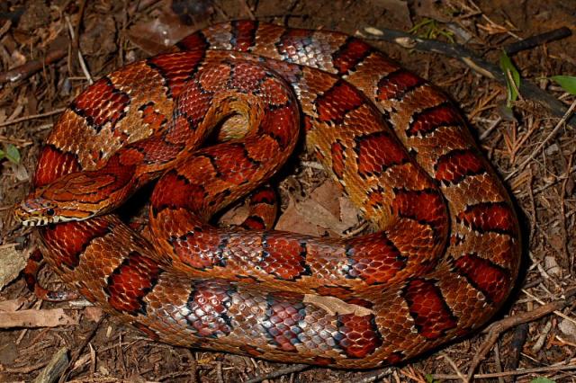 Female Corn Snake.