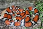 Red Milk Snake From Carlisle County, KY.