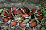 Red Milk Snake From Carlisle County, KY.