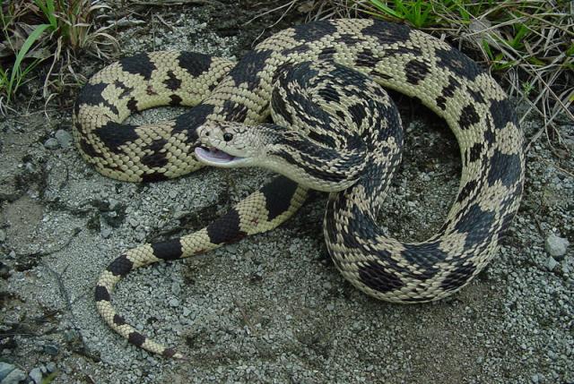 Northern Pine Snake.