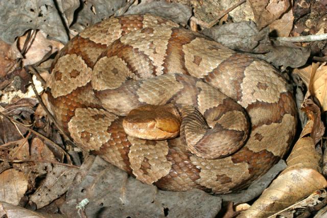 Copperhead.