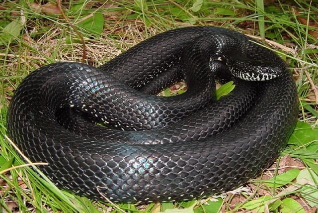 Black Kingsnake.