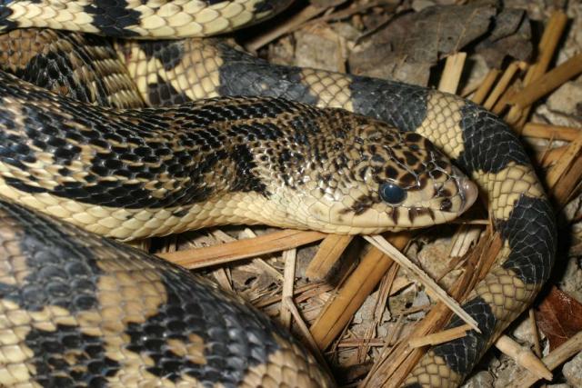 Northern Pine Snake Up Close.