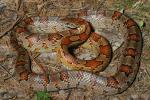 A Nice Corn Snake.