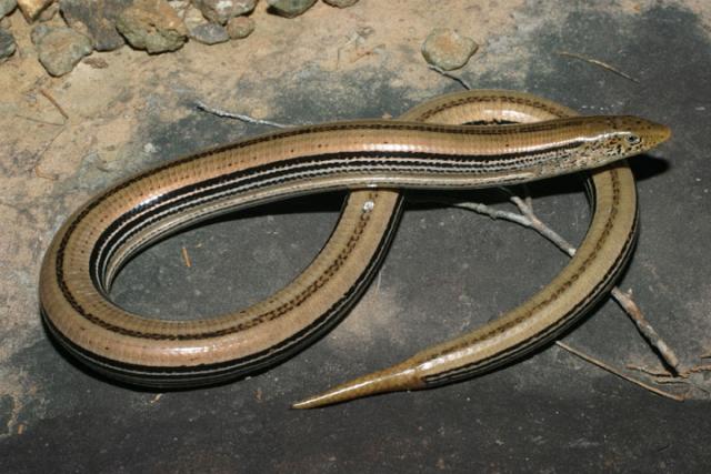 Glass Lizard.