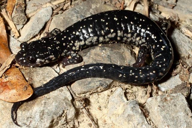 Slimy Salamander.