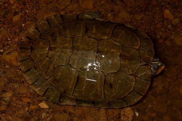 Common Map Turtle.