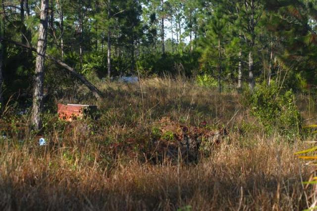 Florida Tin Field!