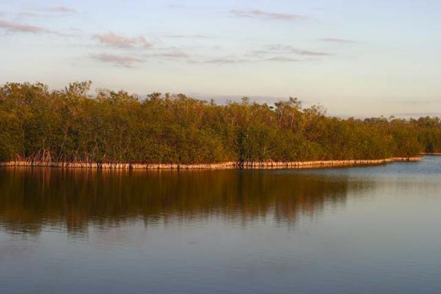 Mangrove Habitat.