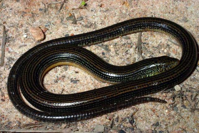 Eastern Glass Lizard.