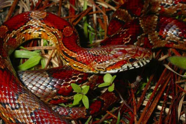 Corn Snake Close.