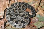 A Baby Timber Rattlesnake.