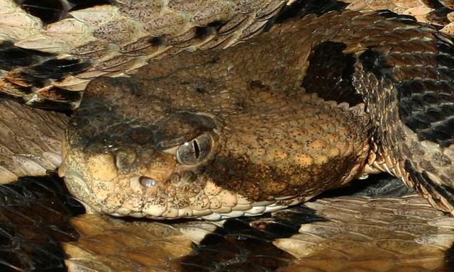 Cave Region Timber With A Yellowish Head.