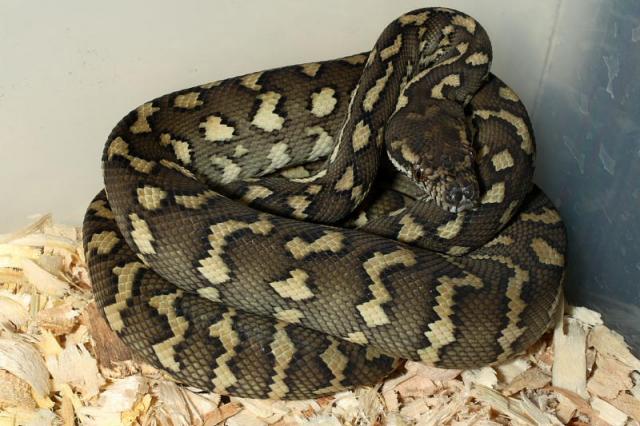 This Male Will Be Crossed Into Tiger, Red Hypo Jaguar, And Other Lines In 2010.
