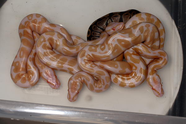 09 Albino Possible Het Snow x Het Albino Possible Het Snow Clutch.