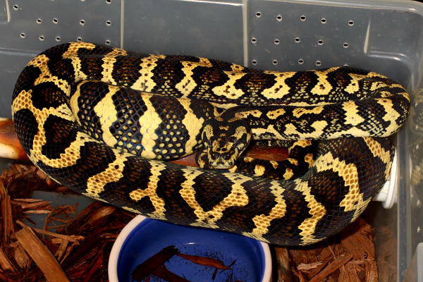 Dam Of 13 April 2010 Clutch From Python Pete Lines.