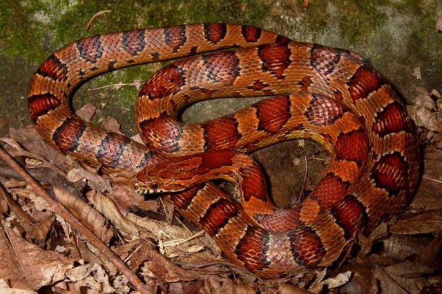 Corn Snake Found 2010.