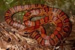 Corn Snake Found 2010.