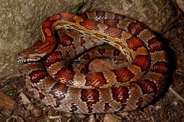 Corn Snake Found 2010.