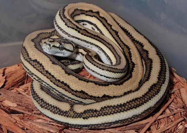 Super Tiger. Imagine An Albino!! This Will Soon Be Reality.