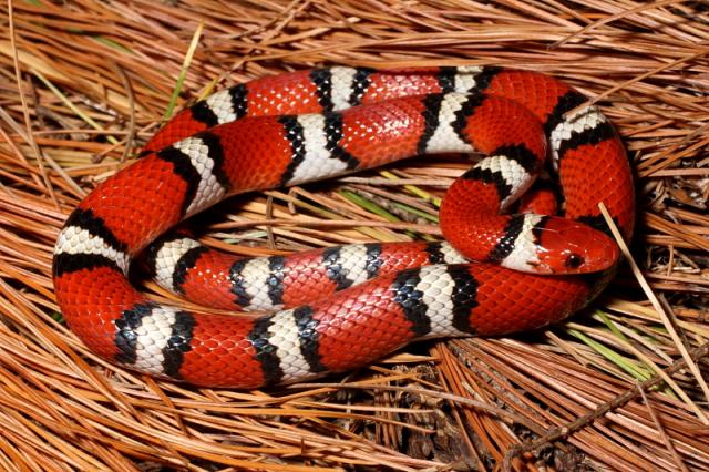 A Scarlet Kingsnake Found in KY.