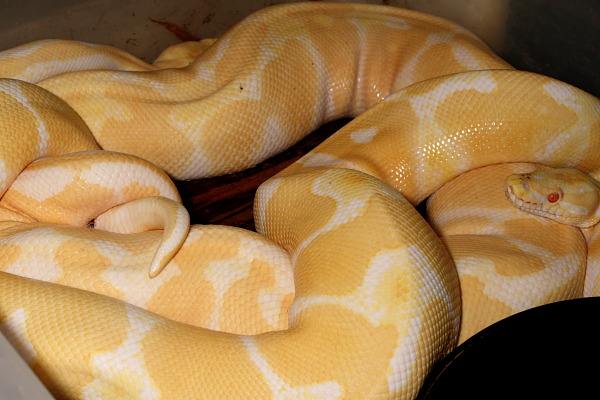 Both Of These Breeding Albino Balls Are Possible Het Snow. November 2009.