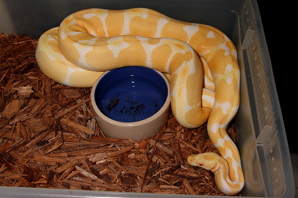 Banded Albino Breeds Banded Albino Nov. 09. Both are Poss Het Snow.