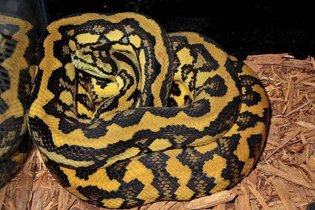 Striped Female Dam Of Citrus Tiger Clutch.