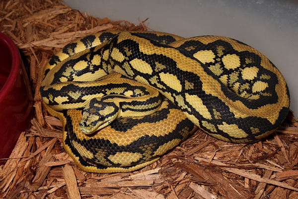 Male Citrus Tiger January 2010.