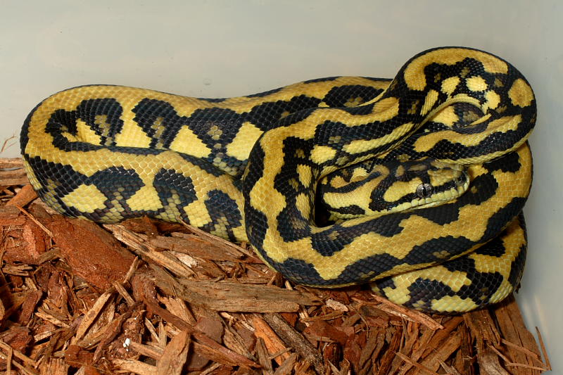 A Female Citrus Tiger Carpet.