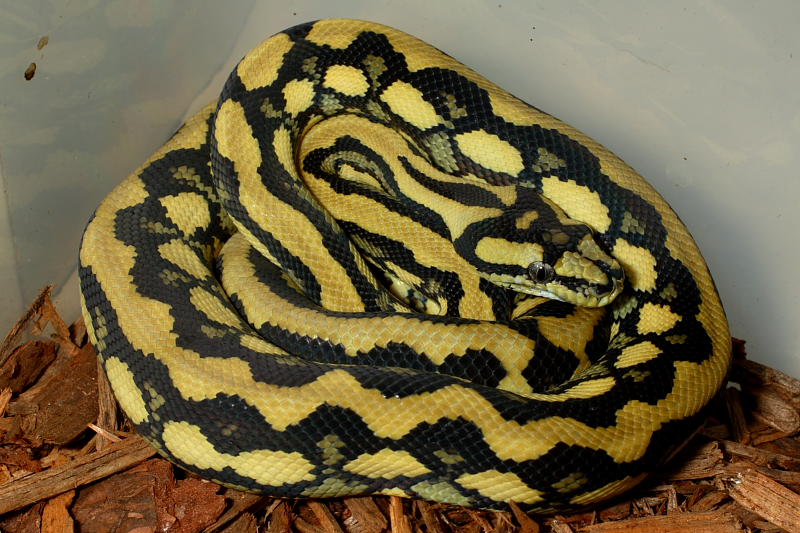 Male Citrus Tiger Carpet.