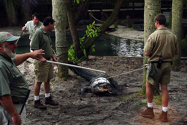 Kent Vilet, John Brueggen, David Kledzig, Gator, And Jim Darlington Circa 2003.