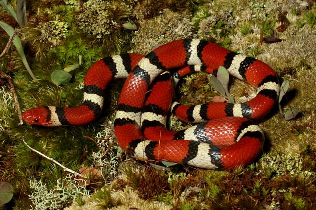 A Female Scarlet Kingsnake Found Spring 2010.