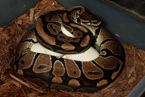 100% Het Albino Girl Bred To Albino Male. Clutch Laid 9 April 2010.