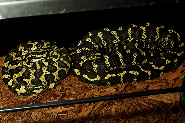 13 April 2010 Clutch Python Pete Line Dam And Sire.