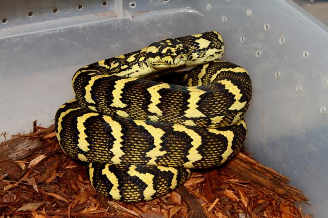 Male Future Breeder From Hare Lines. 1 May 2010.