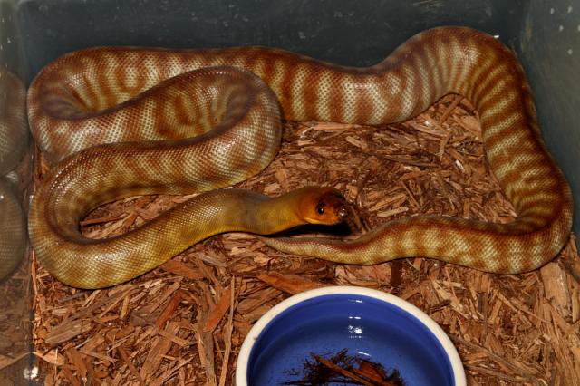 Sire To Both 2010 And 2011 Clutches. Photo Taken 1 May 2010.