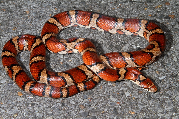 Intergrade Milksnake From The Breaks Region Of Kentucky.