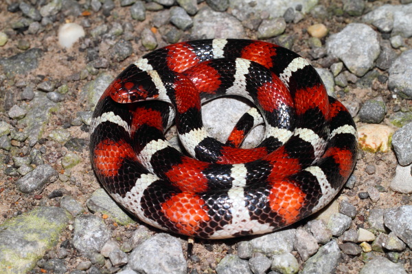 An Odd Looking Gravid Scarlet Kingsnake.