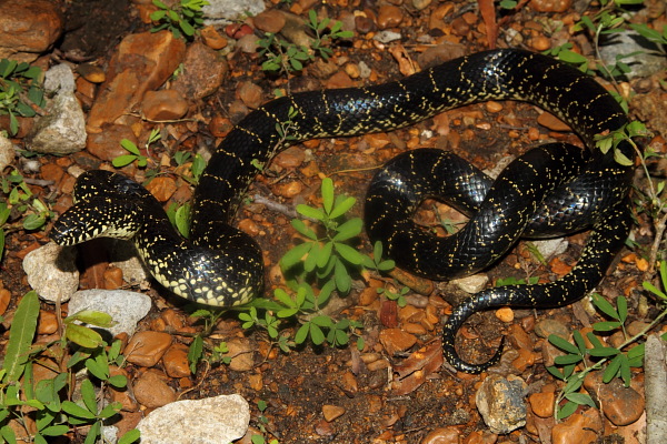 Nice Kingsnake!