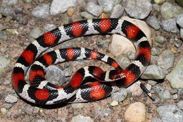 Odd-Looking Gravid Scarlet Kingsnake.