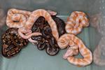 Albino Banded Clutch Hatched 9 June 2010.