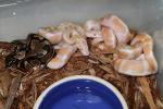 Albino Tiger X Het Albino Clutch Hatched 26 June 2010.