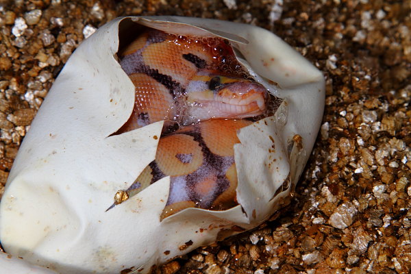 Paradox Albino Pipping 29 June 2010.