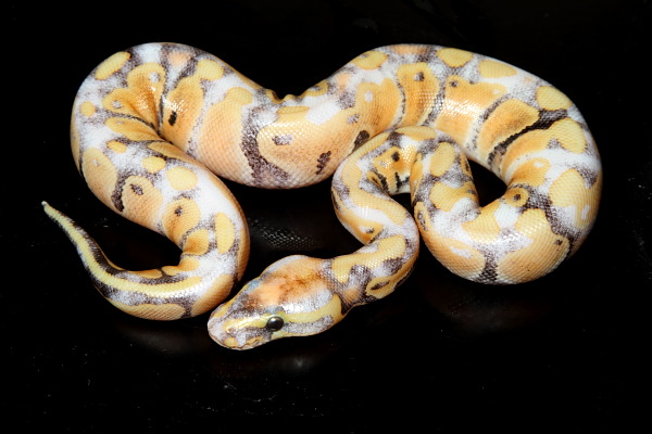 Male Paradox Albino 30 June 2010.