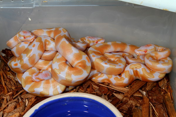 Genetic Banded Albino Tiger Clutch Hatched 2 July 2010.