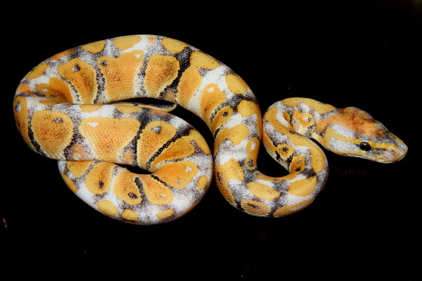 Male Paradox Albino After First Shed And Meal 10 July 2010.